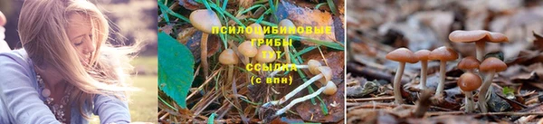 ПСИЛОЦИБИНОВЫЕ ГРИБЫ Алексин